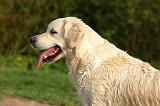 GOLDEN RETRIEVER 1085